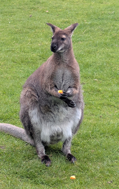 Wallaby