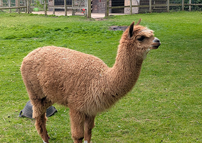 Alpaca